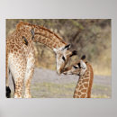 Buscar jirafa posters Al aire libre