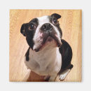 Buscar boston imanes Canino
