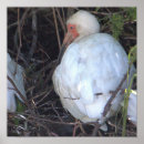 Buscar ibis Naturaleza