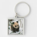 Buscar wolong Oso