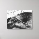 Buscar tortuga marina lienzos Fotografía