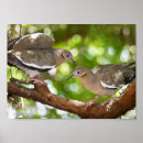 Buscar palomas blancas posters Pájaro
