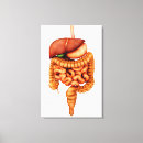 Buscar anatomía humana lienzos Vertical