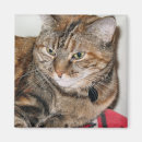 Buscar maullido imanes Felino