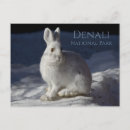 Buscar liebres postales Nieve