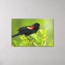 Buscar pajarita lienzos Pájaro