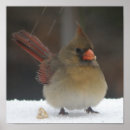 Buscar cardenales rojos posters Nieve