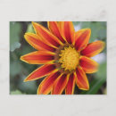 Buscar gazanie postales Flor