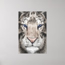 Buscar tigre blanco lienzos Cabeza de tigre