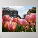 Buscar tulipanes posters Ciudad