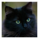 Buscar gatos negros lindos posters Gato negro