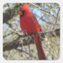 Buscar cardinales pegatinas Hermoso