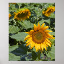 Buscar agricultura posters Washington