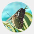 Buscar mariposa marrón pegatinas Para todos