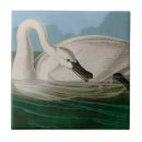 Buscar birds azulejos Naturaleza