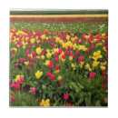 Buscar tulipanes rosados azulejos Flores