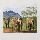 Buscar elefante africano postales Para todos