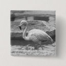 Buscar flamenco chapas Pájaro