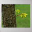Buscar pureza posters Horizontal
