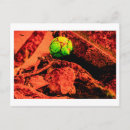 Buscar mosquitos postales Naturaleza