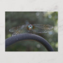 Buscar polilla postales Volar