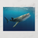 Buscar del viaje de indonesia tarjetas e invitaciones tiburón ballena