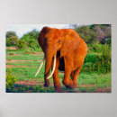 Buscar elefante africano posters Elefantes