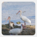 Buscar ibis pegatinas Vida silvestre