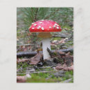 Buscar mushroom postales Toadstool