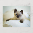 Buscar gatito siamés tarjetas Lindo
