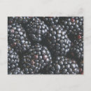 Buscar zarzamora postales Fruta