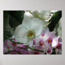 Buscar orquídeas blancas posters General y unisex