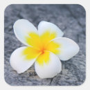 Buscar plumeria pegatinas Isla