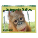 Buscar caridad fotografía Orangutanes