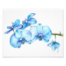 Buscar orquídea azul posters Orquídeas