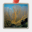 Buscar coral adornos Floral