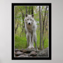Buscar perro blanco posters Vida silvestre