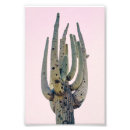 Buscar cactus fotografía Fotografía del desierto