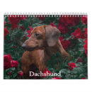 Buscar dachshund calendarios Cachorro
