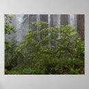 Buscar rododendro posters Superstock