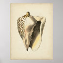 Buscar seashell arte Conch