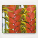 Buscar heliconia Planta