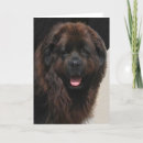Buscar newfie tarjetas Terranova