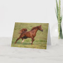 Buscar cola de caballo tarjetas Animal