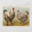 Buscar gallo y gallina postales Aves