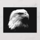 Buscar águila blanca negra postales Águila de águila