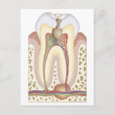 Buscar partes del cuerpo humano postales Médico
