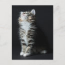 Buscar tabby postales Gatito