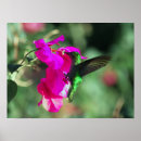 Buscar buganvillas posters Caribe