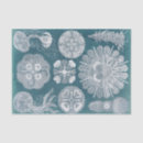 Buscar medusas papel de seda Costero